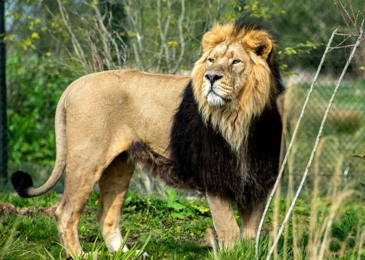 lions indomptables eto cameroun agit il